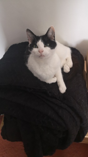 Why are cats such dicks?