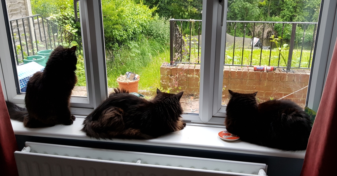Cats used to be worshiped as Gods...