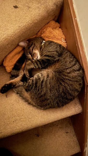 Cats used to be worshiped as Gods...