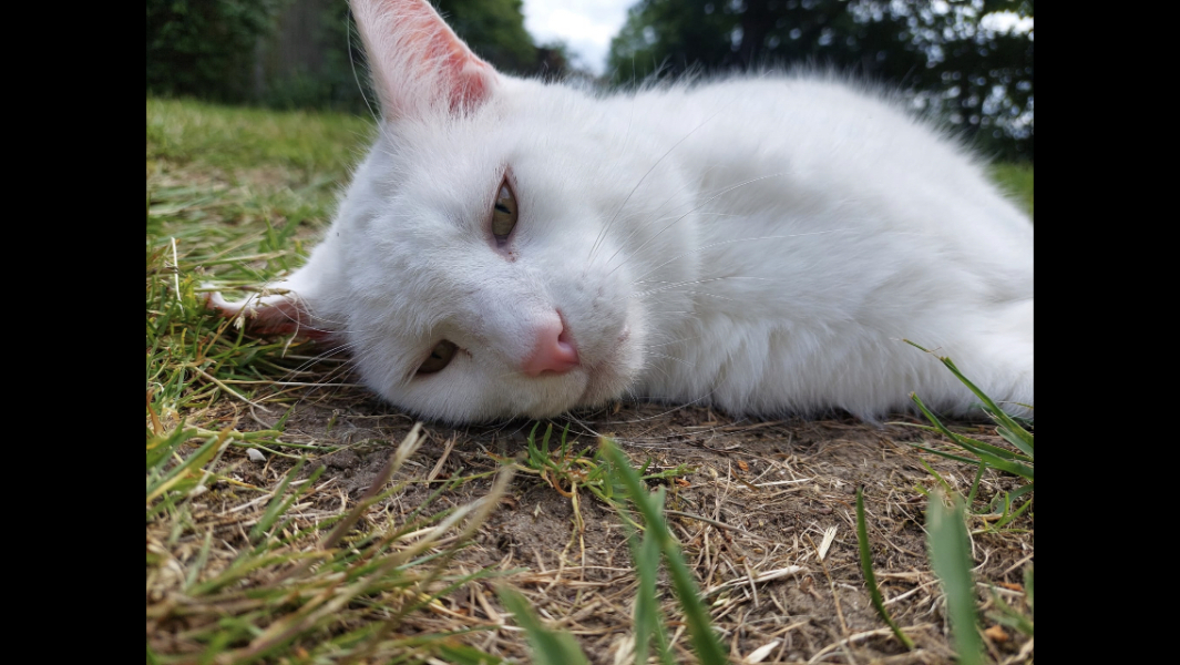 Let's have a happy thread. Show me your kitties.