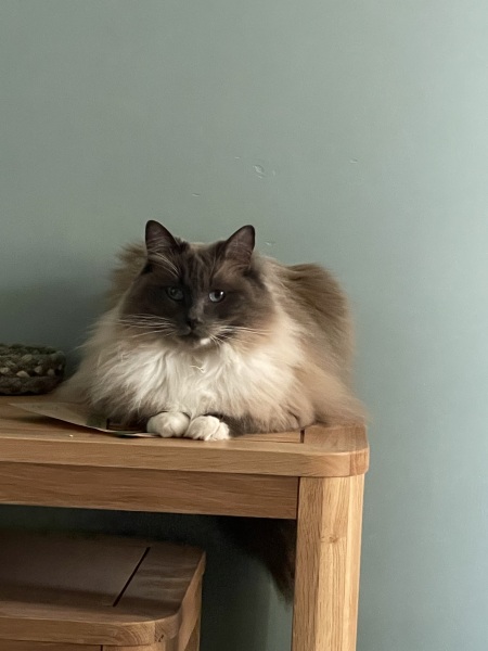What are rag doll cats like? 