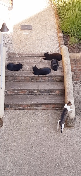 How many black cats...
