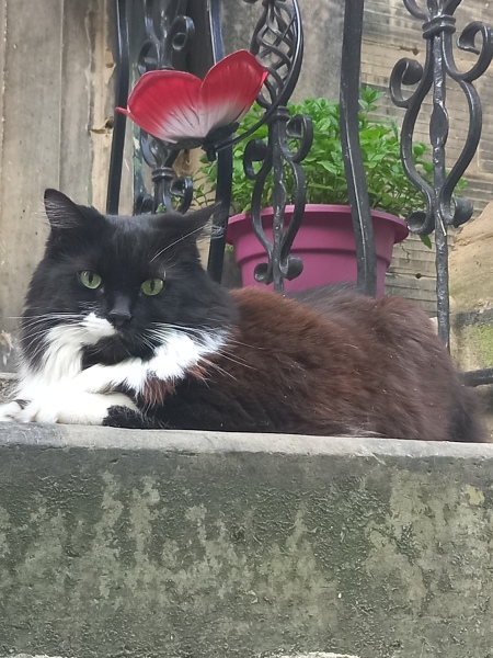 Cats used to be worshiped as Gods...