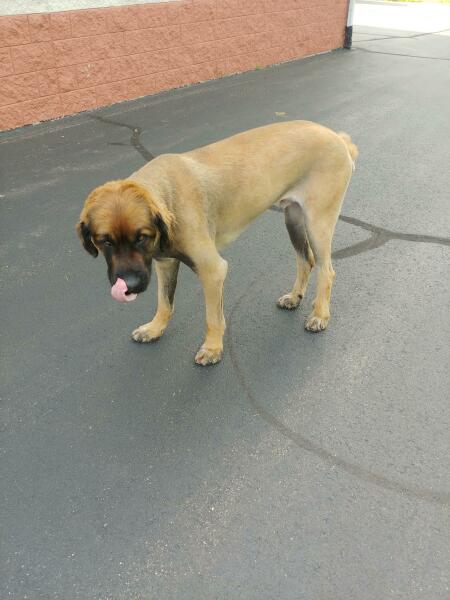Dog walker killed by her own XL Bully Breed dog.