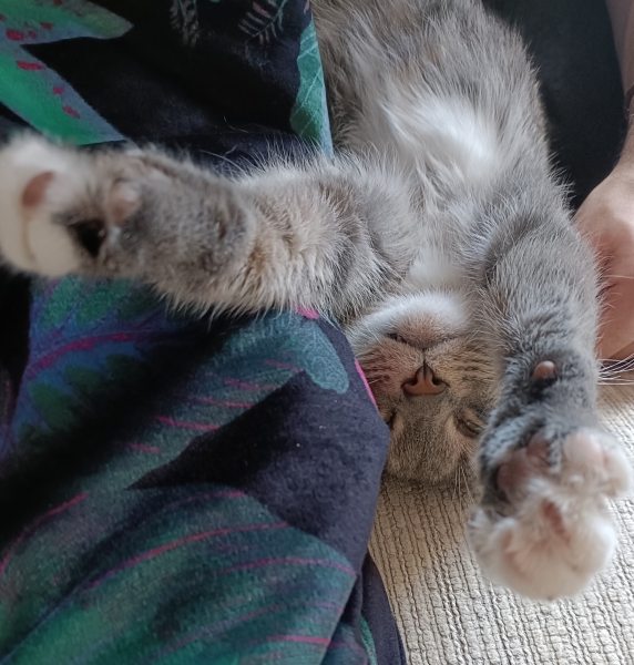 Let's have a happy thread. Show me your kitties.