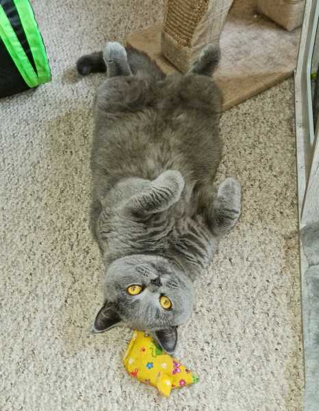 What to name BSH kitten?