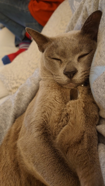 bully cat