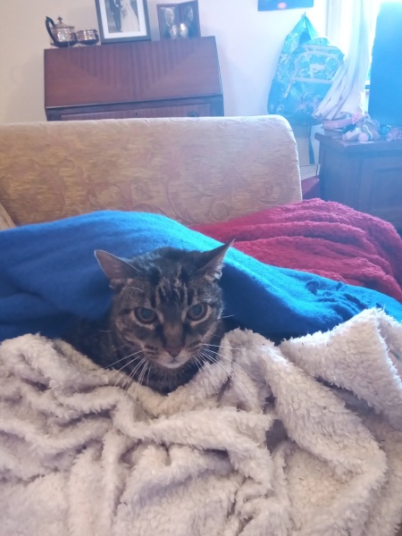 Why are cats such dicks?