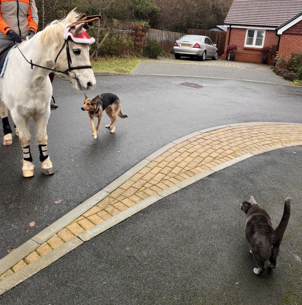 Are horses just giant puppies then? 