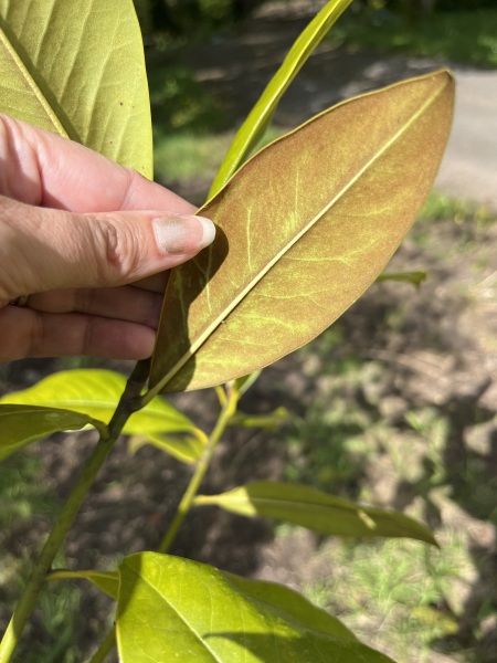 Is this a magnolia?
