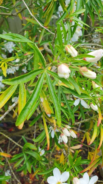 Is this oleander?