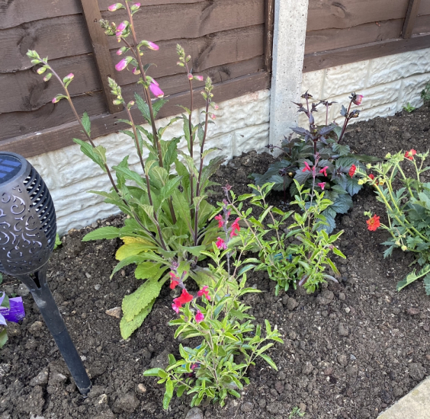 Plant ID - what's this?