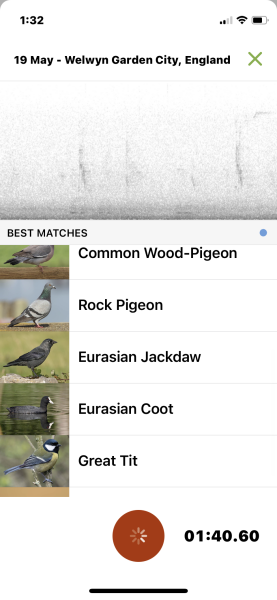 To tell you about the Merlin app - Shazam for birds?