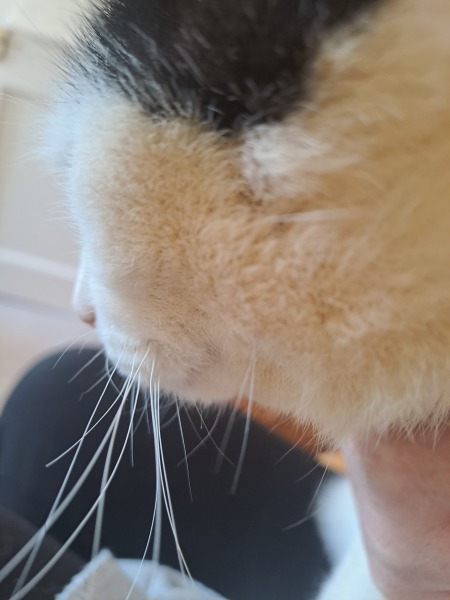Advice on DCat's wound