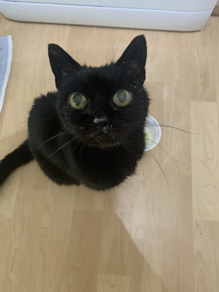 Why are cats such dicks?