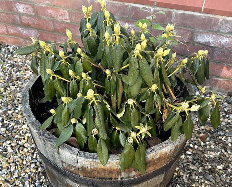Sad looking rhododendron- what have I done wrong?