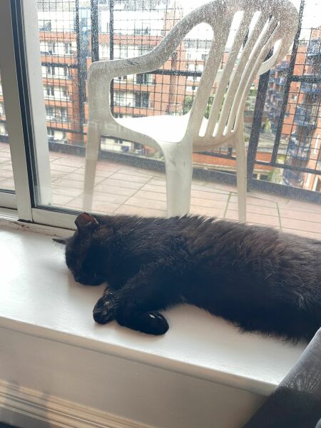 Cats used to be worshiped as Gods...