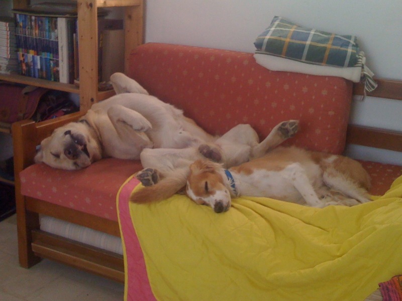 What is your dog's life story?