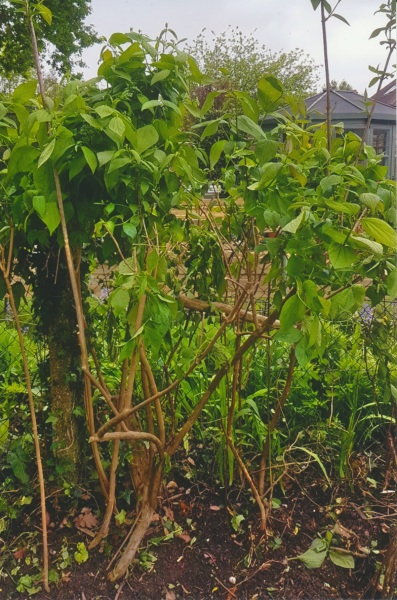 How can I make this discovered lilac tree bloom - if it is a lilac?
