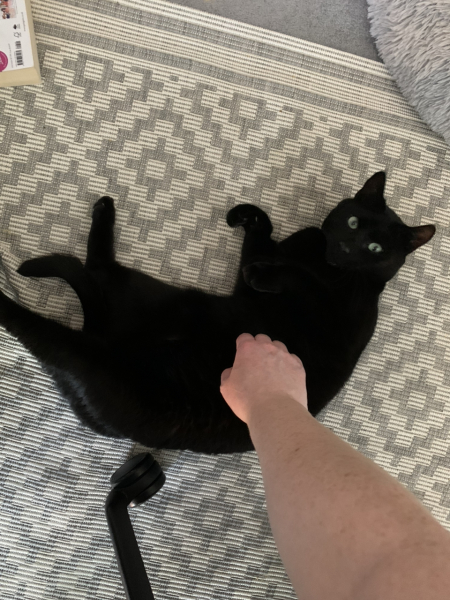 Cats used to be worshiped as Gods...