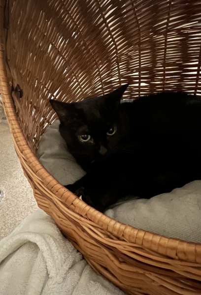 Let's have a happy thread. Show me your kitties.