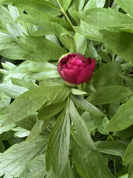 Have your peonies sprouted yet?