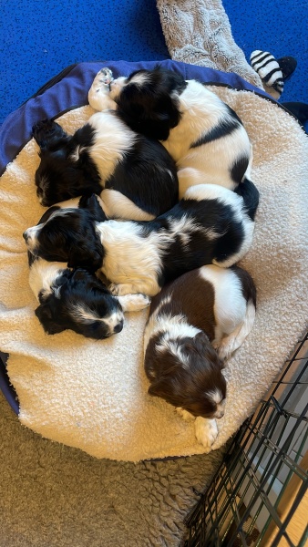 Should we keep one pup from litter?
