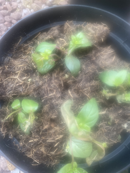 Absolute best compost please. Lots of complaint last year on gardeners world forum about poor compost 