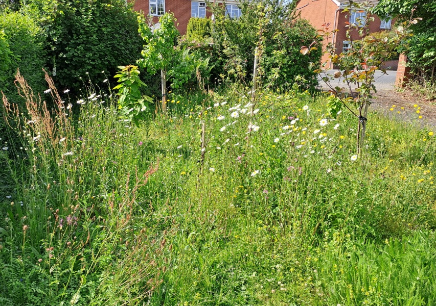 Meadow from lawn