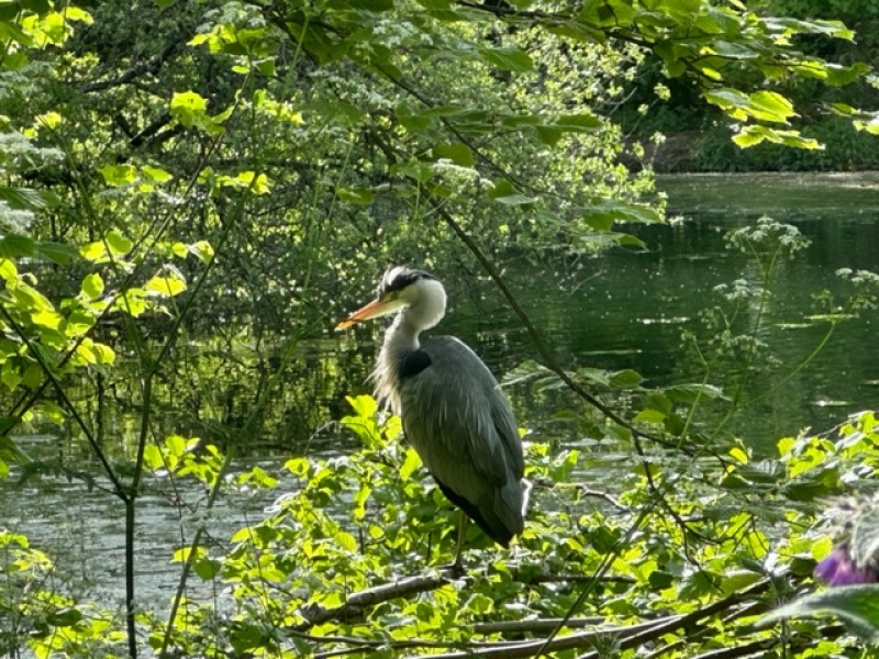 Thread 46 - GCSE Covid Cohort , Searching for Summer Solstice
