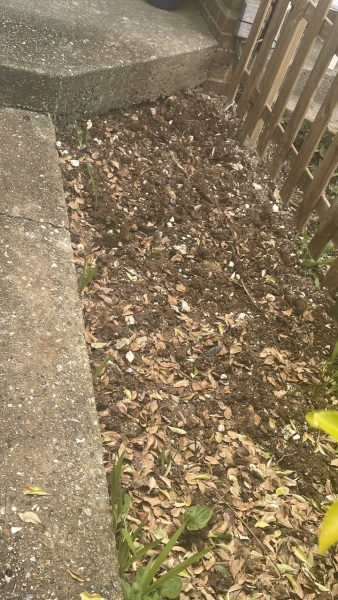 What should I plant here?
