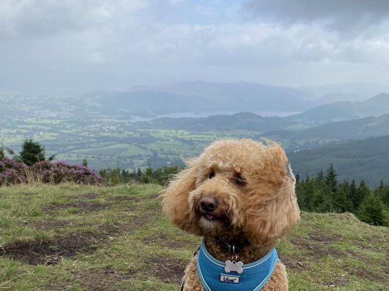 Where are all the poodles?