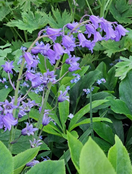 Bluebells - what sort?