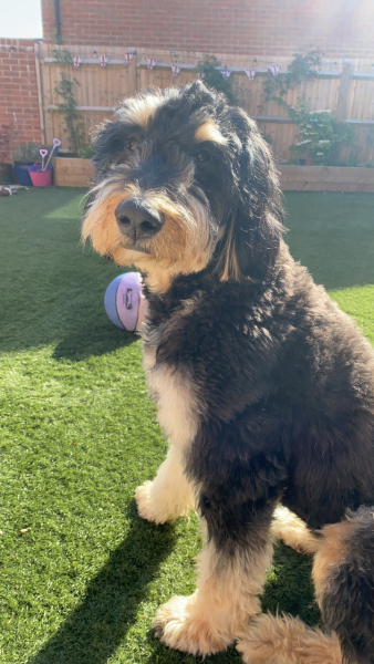 Dog food recommendation for flaky skin