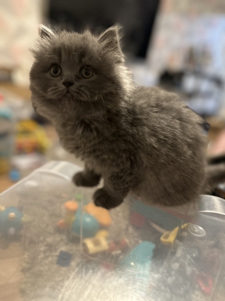 What to name this fluffy monster?