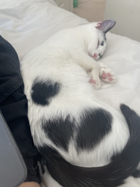 Why are cats such dicks?