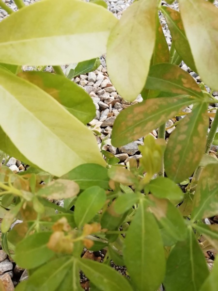 Choisya ternata sundance.