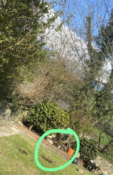 Is my hypericum done for? 