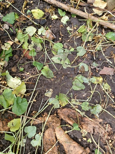 What is this new weed all over my beds?