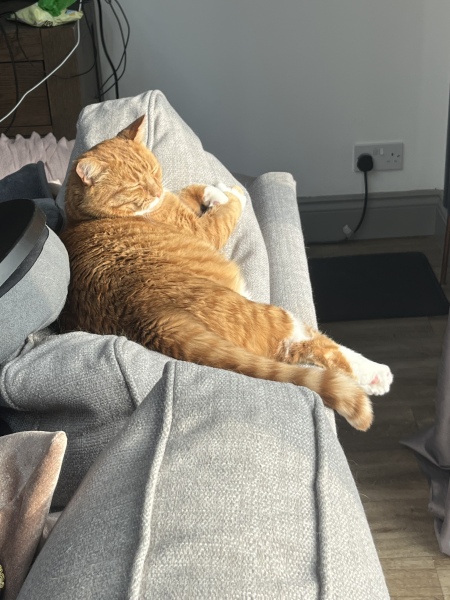Let's have a happy thread. Show me your kitties.