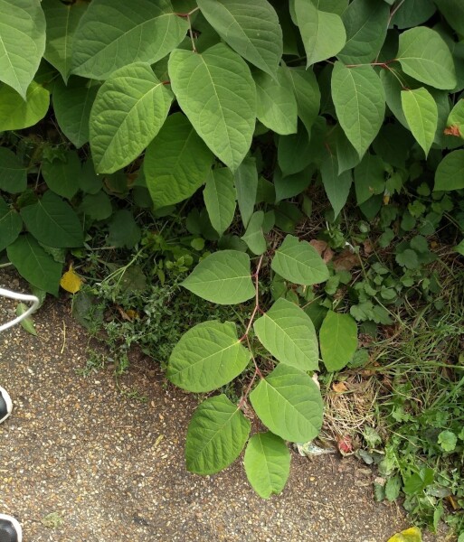 Plant ID. Japanese Knotweed?