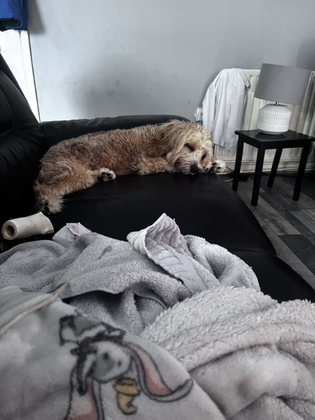 Puppy survival thread part 2