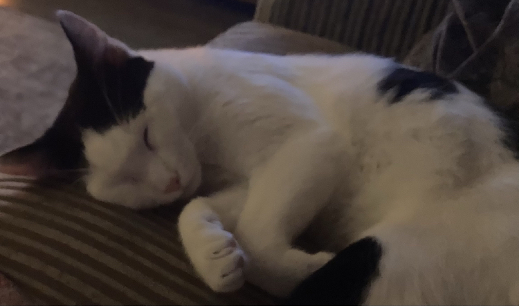 Let's have a happy thread. Show me your kitties.