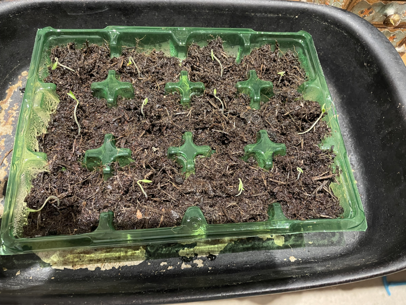 Planting seeds