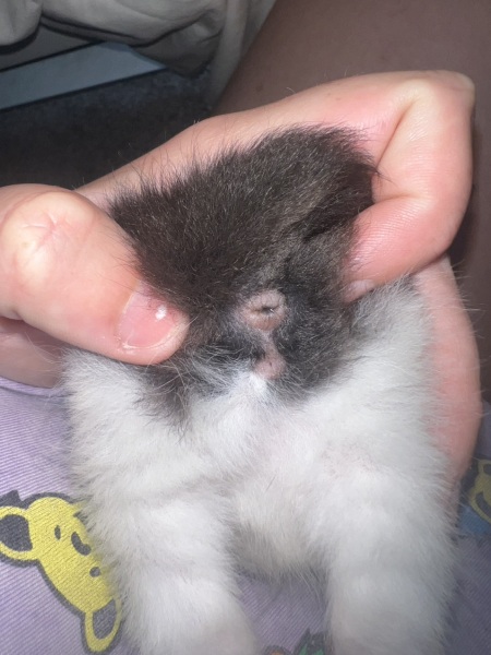 Kitten sex help!