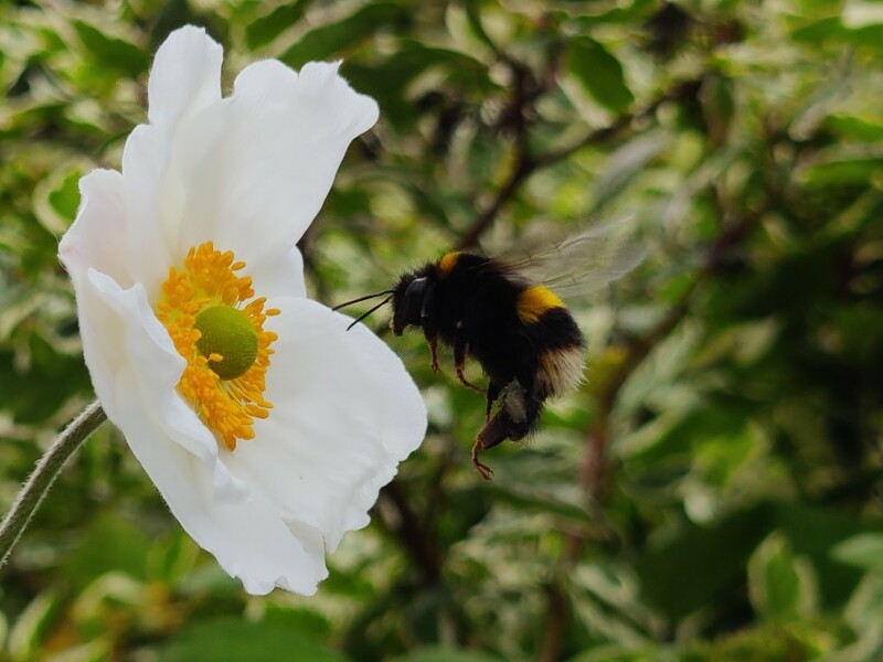 Happy Bee 🐝 day! Share your bee pictures 
