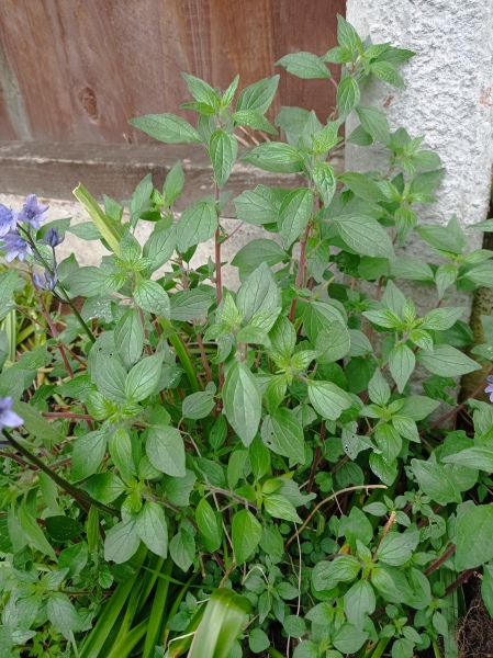 Help with plant ID please! Pic attached.