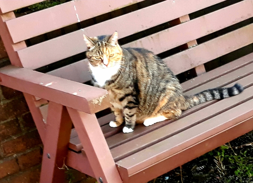 How many black cats...