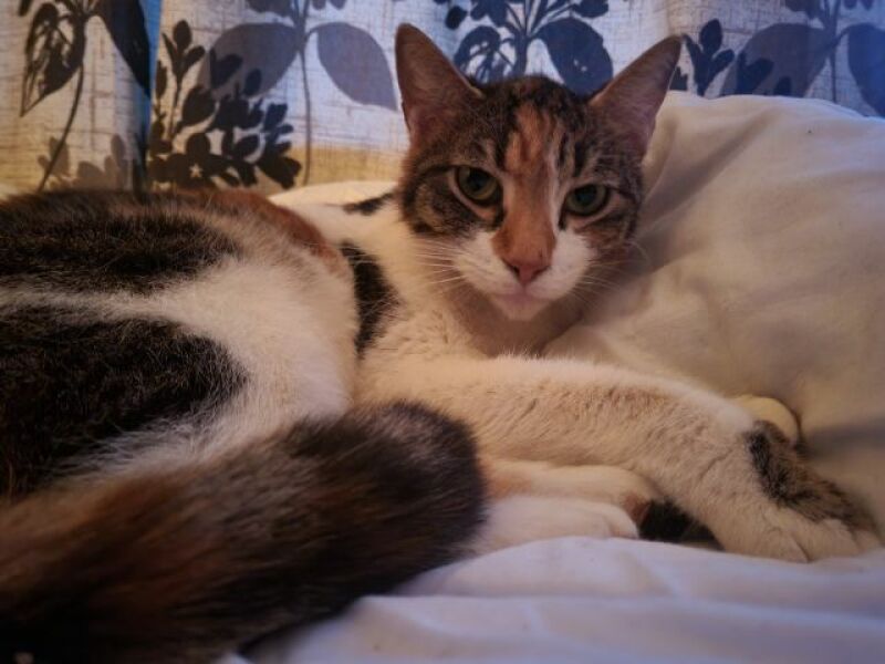 Let's have a happy thread. Show me your kitties.
