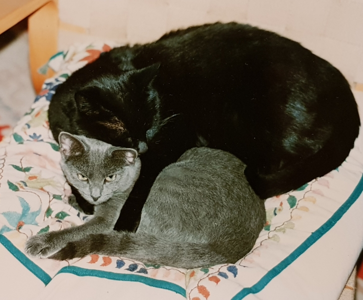 Cats used to be worshiped as Gods...